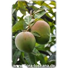 Image result for Mangifera