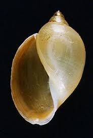 Image result for Physotrichia