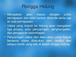 Namun, sebelum saat hawa sanggup. Sistem Pernapasan Manusia Ppt Download