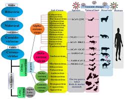 Hepatitis delta virus (hdv), the only member of the only species (hepatitis delta virus) in the genus deltavirus, is a unique human pathogen (table 1.deltavirus). Sensors Free Full Text Point Of Care Diagnostics Of Covid 19 From Current Work To Future Perspectives Html