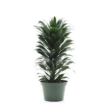 Discover the magic of the internet at imgur, a community powered entertainment destination. Dracaena Fragrans Twister Green Jewel