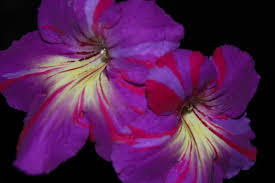 Image result for Streptocarpus buchananii