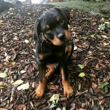 Rottweiler Puppy Black And Brown Dogs Big Boy Rottweilers Of Instagram Puppy Rottweiler Puppies Rottweiler Big Dog Breeds
