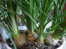 My ponytail palm is getting pretty tall for me to drag inside during the winter and most of its leaves turned pale brown due to being exposed to you can cut the trunk off wherever you wish. Ponytail Palm Beaucarnea Recurvata Plants Ponytail Plant Patio Plants