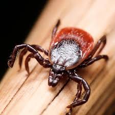 How can i get rid of ticks in my garden. Help We Have Ticks In The Garden Home The Sunday Times