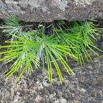 Image result for Actiniopteris semiflabellata