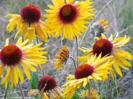 It is recommended to directly sow these seeds outdoors into prepared beds in late fall. 10 Top Native Plants For The Rocky Mountain Region