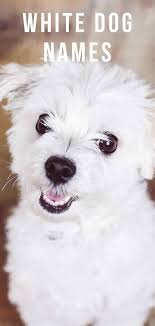 Coolest dog names for male and female!!! Dog Names Girl White Dunia Belajar
