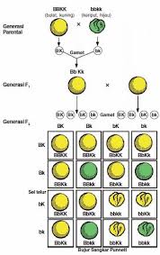 Biologi Kita Berempat Belajar Biologi Seru