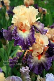 The irish kilt has been a much contended topic among scholars of highland dress and tartan for decades. 110 Bezaubernde Iris Schwertilien Ideen Schwertlilie Pflanzen Blumen Pflanzen