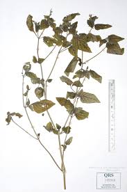 Image result for Asystasia sp. (Biegel 5184)