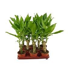 Image result for Carex steudneri