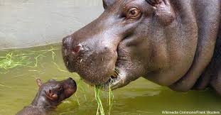 So the answer is no, hippos cannot breath underwater. Eight Things You Should Know About The Hippopotamus The Rainforest Site News