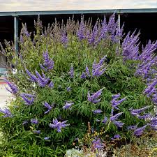Image result for Vitex obovata