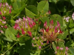 Image result for Trifolium spumosum