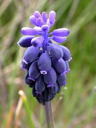 Image result for Hyacinthaceae