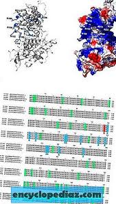 Ancak küçük çocuklarda immün sistem cevapları daha zayıf olduğundan virüsün yayılma (shedding) miktarı ve süresi daha fazladır (34). Antiviral Ilac Gelisimi Icin Bir Virus Nukleoprotein Olan Influenza Nin Rna Baglanma Kanalindaki Korunan Kalintilari Kesfetmek Icin Mutajenez Kullanilmasi Bilimsel Raporlar Bilimsel Raporlar 2021
