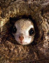Japanese Dwarf Flying Squirrel Album On Imgur Cute Animals Flying Squirrel Pet Japanese Dwarf Flying Squirrel