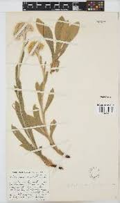 Image result for Helichrysum acutatum