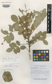 Image result for Ateleia