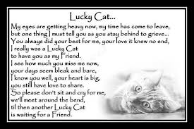 Tabby Cat Photo Memorial Gift Mounted Poem 9 X 6 Cat Memorial Pet Loss Pet Loss Grief