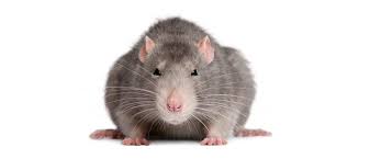 Cockroaches, bedbugs, termites, rats, call to control: Pest Control Services Domestic Commercial Pest Control Services Northamptonshire Pest Control Northampton Kettering Rushden Corby Wellingborough