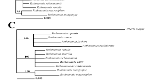 Image result for Rothmannia fischeri