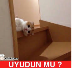 Uyudun Mu Komik Hayvan Fotograflari Komik Kedi Resimleri Komik Hayvanlar