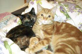 Cat In Heat Signs Mating Cycle And How To Avoid Pregnancy Tractive Blog