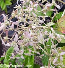 Image result for Congea