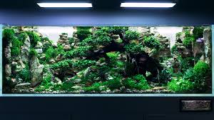 By following a few basic principles and tips, you can create a solid base for a fantastic design. Green Aqua The 450 Liters Contest Level Aquascape At Green Aqua 4k Cinematic Do You Remember Our Contest Aquascape Tutorial Series We Ve Started That A Year Ago And Since Then The