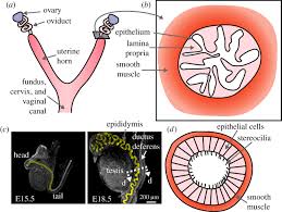 In arteries, smooth muscle movements maintain the arteries' diameter. Smooth Muscle A Stiff Sculptor Of Epithelial Shapes Philosophical Transactions Of The Royal Society B Biological Sciences