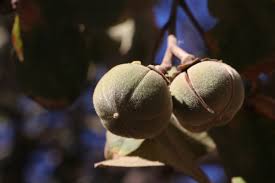 Image result for Thespesia garckeana