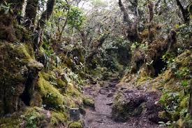 Salam everybody, kali ni nak share pengalaman mendaki mossy forest yang juga dikenali sebagai gunung irau. Hilang Penat Di Puncak Gunung Irau