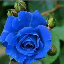 Pin On Feeling Blue