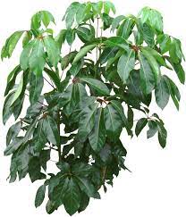 Propagate Houseplants If Your Umbrella Plant Or Schefflera Is Getting Too Big Take Stem Tip Cuttings To Prune Umbrella Tree Plant Care Houseplant Schefflera