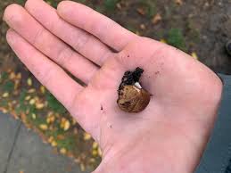 Image result for Scleroderma cepa