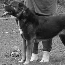We have cao's from russia with turkmenian and sheriff aga central asian shepherd dogs kennel. Central Asian Shepherd Dog Dog Breed Information American Kennel Club