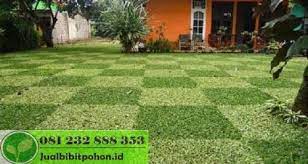 Harga murah di lapak sugiatno landscape. Taman Rumput Gajah Mini Jual Bibit Pohon Dan Tanaman