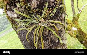 Image result for Taeniophyllum