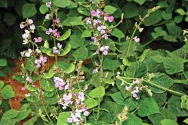 Image result for Lablab