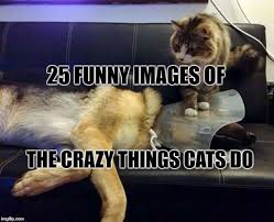 25 Images Of The Crazy Things Cat Do Funny Images Healthy Meals For Kids Funny Pictures Can T Stop Laughing