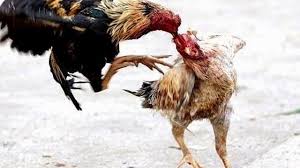 Ayam peru vs ayam cerama. Download Gambar Ayam Filipina Peru Kata Kata