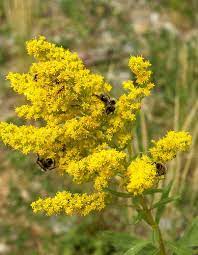 Honey Bees Butterfly Bat Bee Garden