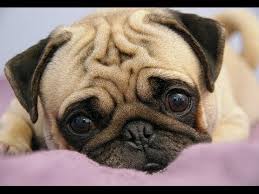 Pug Nedir Bakimi Nasil Olmalidir Youtube