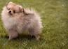 Small Dogs and Puppies for Sale - Puppies and dogs for ...