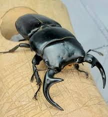 クワガタ備忘録 - ライブドアブログ