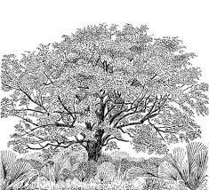 Image result for Cordyla africana