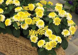 Image result for Lantana camara