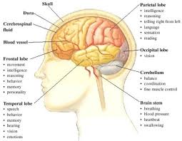 Part Of A Human Brain And Its Function Human Brain Facts Brain Facts Human Body Vocabulary